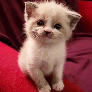 Meet your Posher, Rae